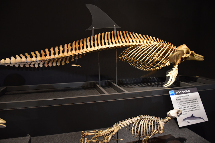 【希少】イルカ　スナメリ　骨　10本セット　背骨　椎骨　標本　骨格標本 希少】イルカ スナメリ 骨 10本セット 背骨 椎骨 標本 骨格標本